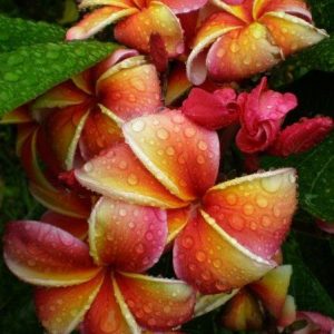 fleurs des îles