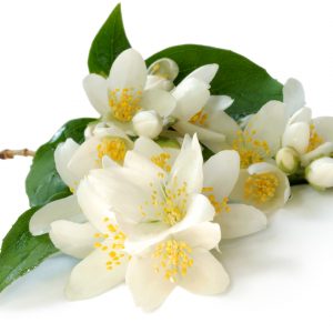 bougie parfumée jasmin