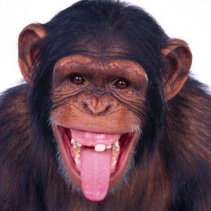 fondant le pet du singe