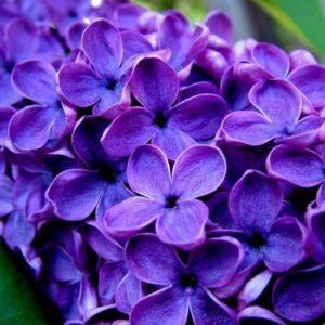 fondant senteur Lilas