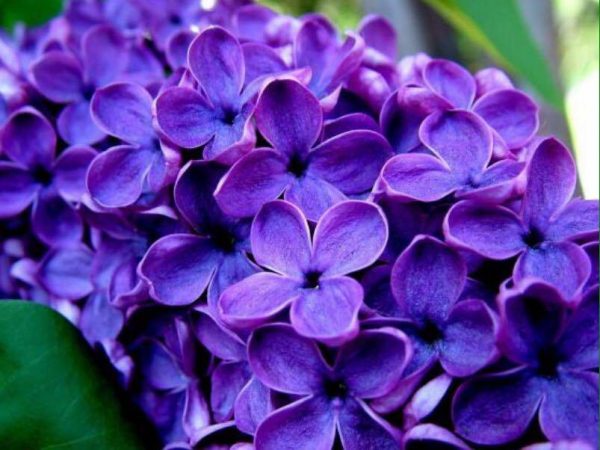 fondant senteur Lilas