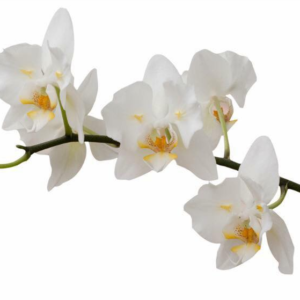 fondants parfumés orchidée blanche
