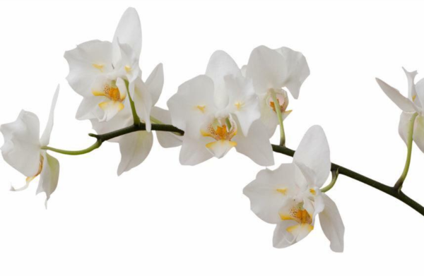 fondants parfumés orchidée blanche