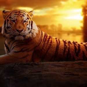 l'instinct animal