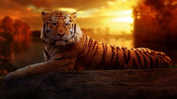 l'instinct animal