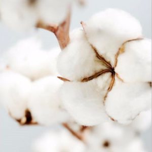 fleurs de coton